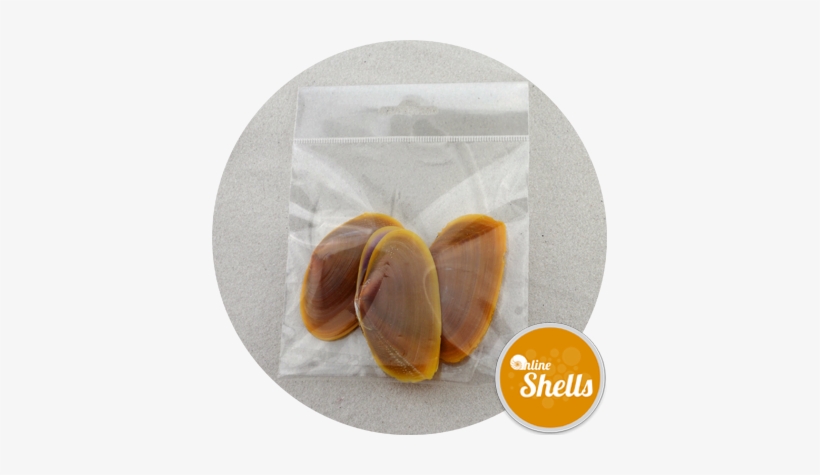 Art - Seashell, transparent png download