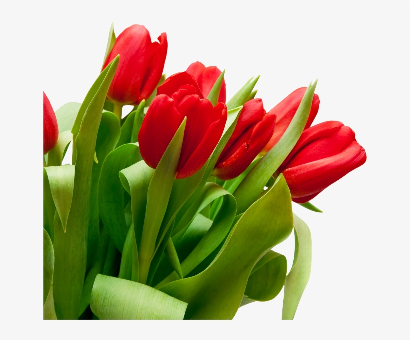 Bouquet Flowers Png - Tulip Flower Red Png, transparent png download