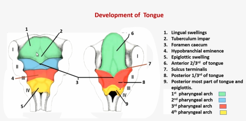 Development Of Tongue And Thyroid Gland - Tongue, transparent png download