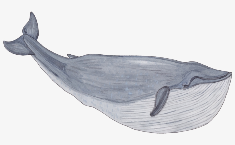 Young Whale Warrior Competition - ภาพ วาด ปลาวาฬ สวย, transparent png download