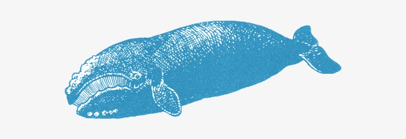 North Atlantic Right Whale, transparent png download