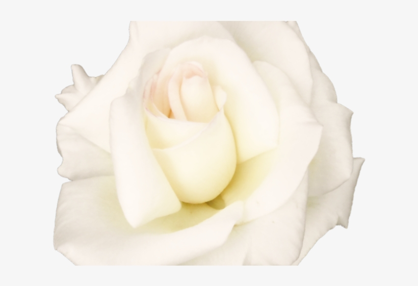 White Rose Png Transparent Images - Portable Network Graphics, transparent png download