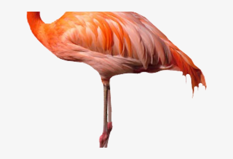 Flamingos, transparent png download