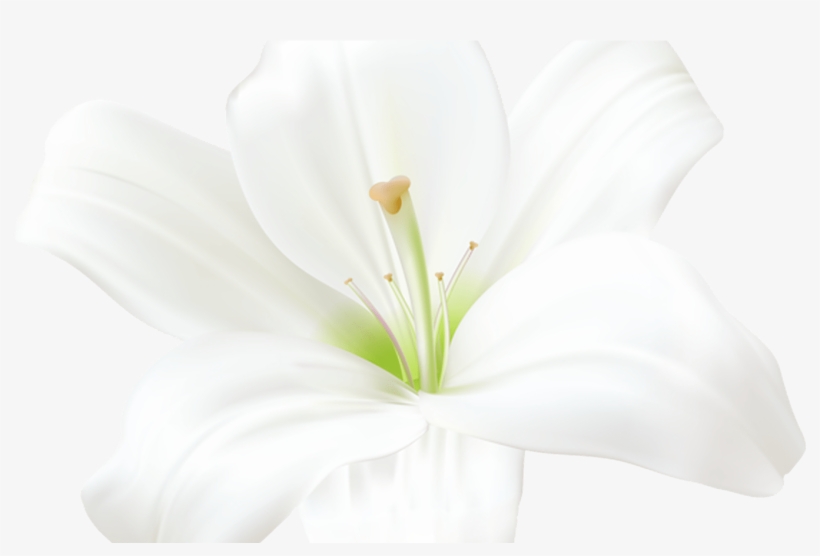 White Lily Png Clip Art Image Flores Imagenes Pinterest - Lily, transparent png download