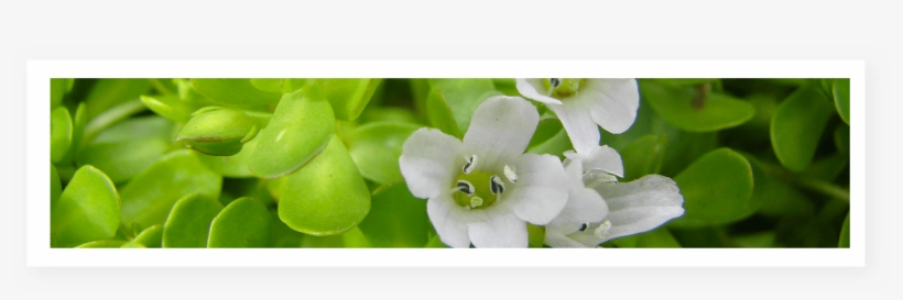 Bacopa Monnieri Leaf & Herbal Extract The Most Powerful - Water Hyssop, transparent png download