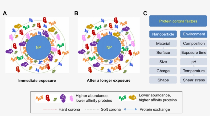 The Formation Of Protein Corona And Exchange Of Adsorbed - Hard Soft Protein Corona, transparent png download
