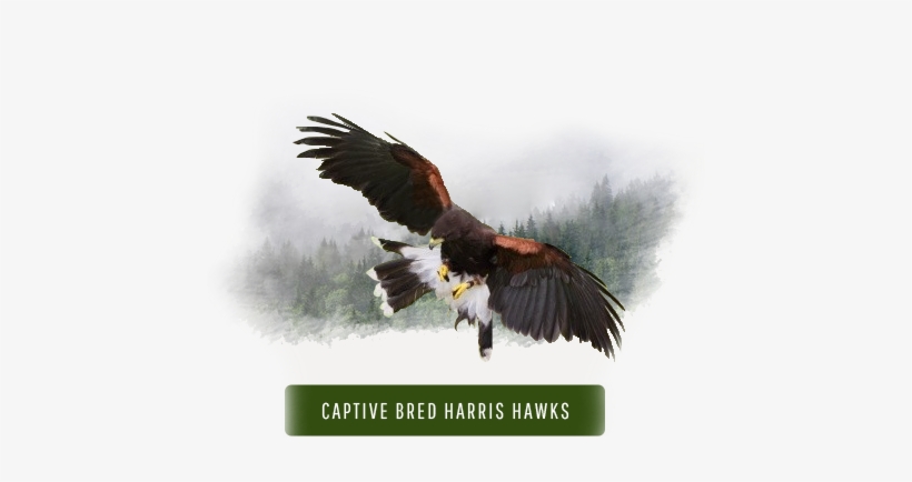 Providing Quality Falconry Equipment - Harris's Hawk, transparent png download
