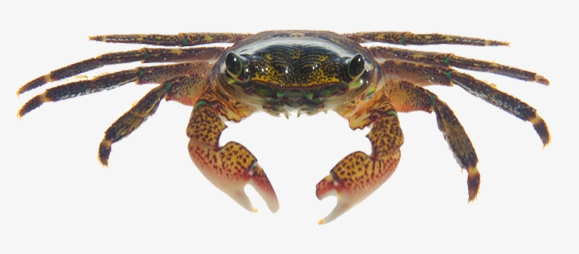 Striped Shore Crab - Shore Crab Png, transparent png download