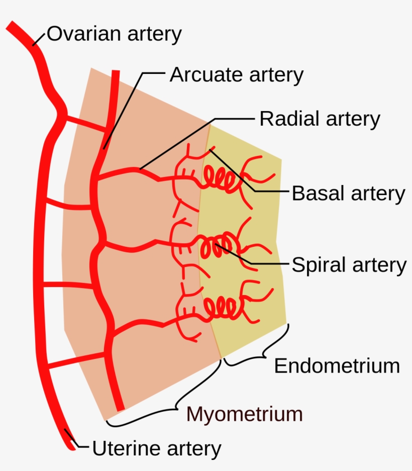 Uterine Artery Branches, transparent png download