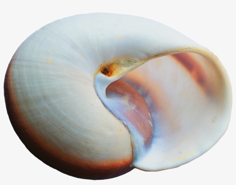 Free Png Sea Shell Png Images Transparent - Portable Network Graphics, transparent png download