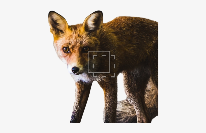 Parent Category - Red Fox, transparent png download