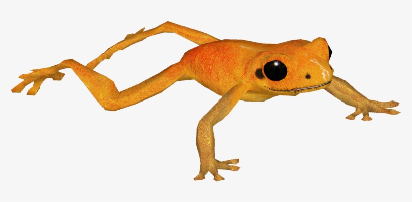 Golden Poison Frog 5 - Golden Poison Dart Frog Png, transparent png download