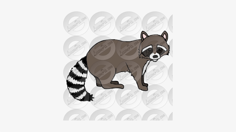 Png Transparent Download Raccoon Picture For Classroom - Raccoon, transparent png download