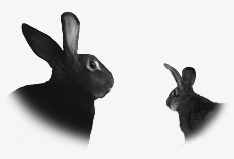 Read More - Domestic Rabbit, transparent png download