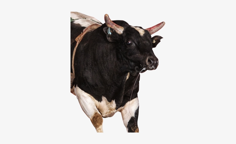 What A Burger - Bull, transparent png download
