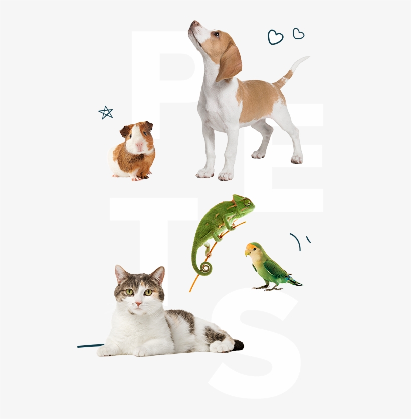 Pets - - Asian, transparent png download