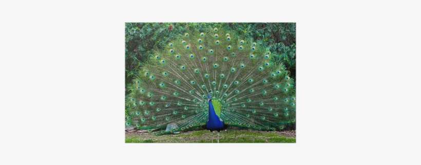 Can T Believe They Made A Real Thing, transparent png download