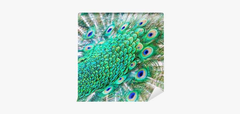 Feather, transparent png download