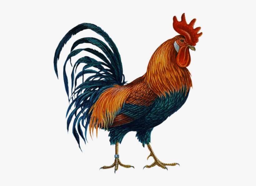 Free Png Cock Png Images Transparent - Cock Png, transparent png download
