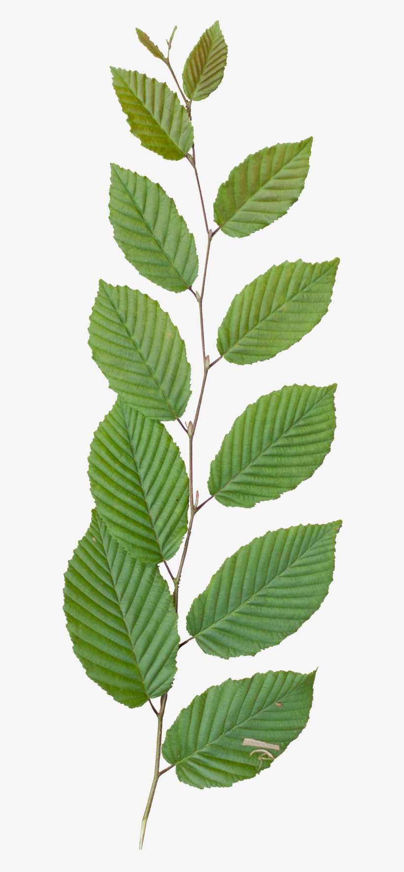 Vegetation Tree Branch 30 - Leaves Branch Texture Png, transparent png download