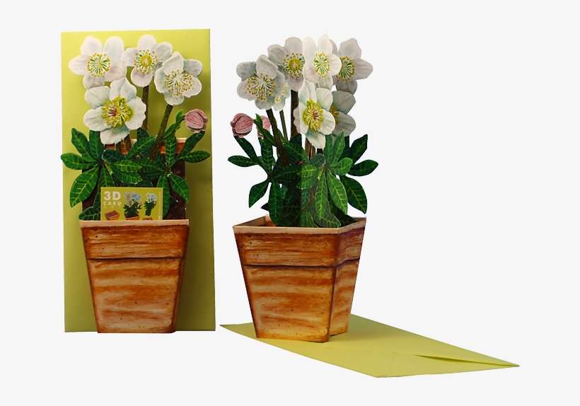 Christmas Rose In Pot, transparent png download