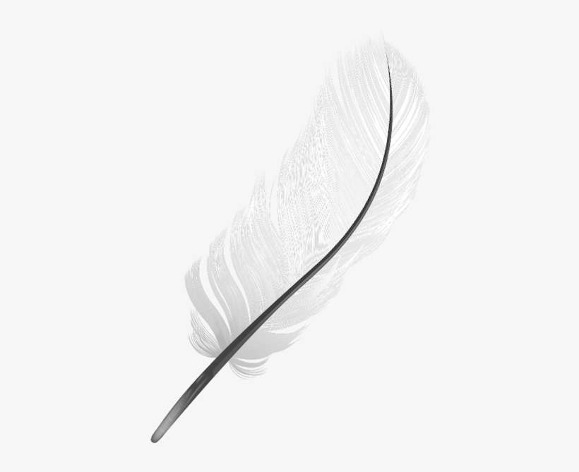 Перо Птицы, Птицы, Bird Feather, Birds, Vogelfeder, - Bird, transparent png download