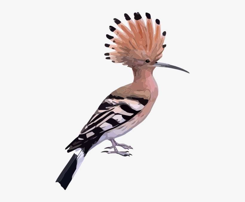 Hoopoe Bird Shower Curtain, transparent png download