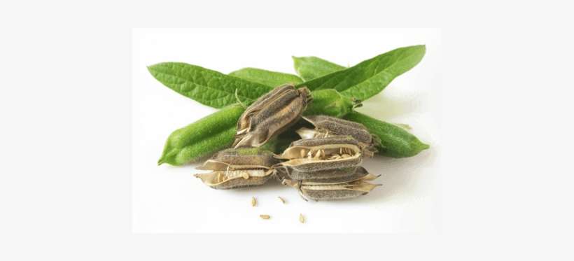At Dipasa, We Grow, Harvest And Process Sesame Using - Graine De Sésame Plante, transparent png download