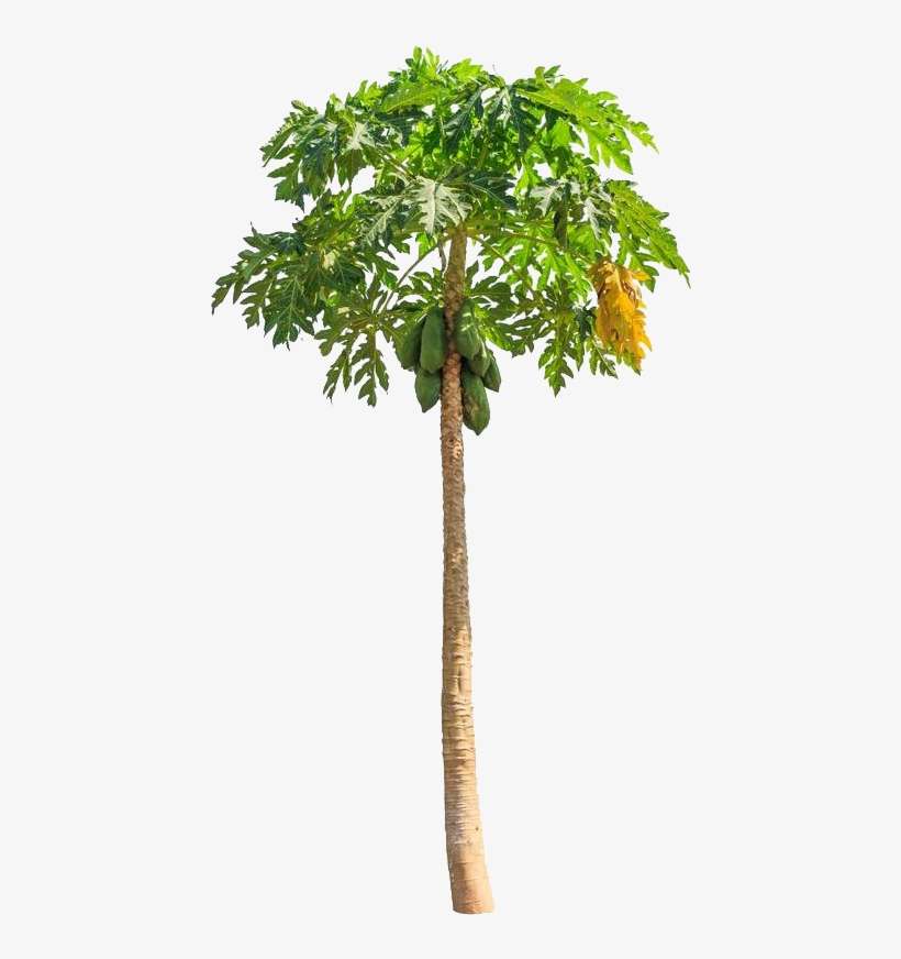 Green Papaya Salad Cantaloupe Clip Art - Carica Papaya Tree, transparent png download