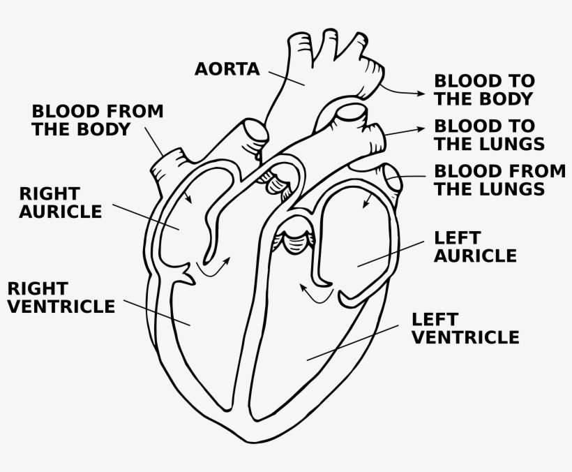 Medium Image - Annotated Photo Of A Heart, transparent png download