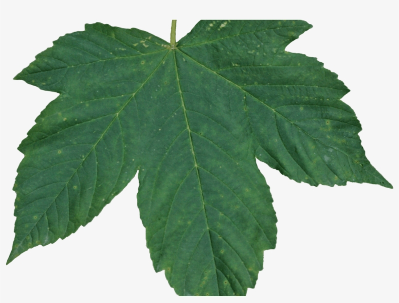 Green Leaves Png Icon Web Icons Png - Leaf With Alpha, transparent png download