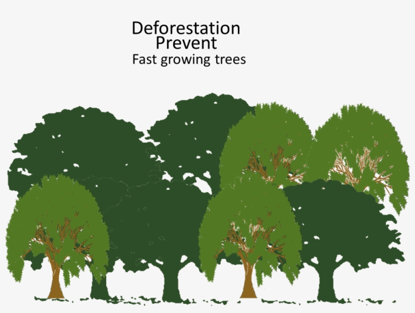 Deforestation Prevent Fast Growing Trees Image - Fast Growing Trees, Llc, transparent png download