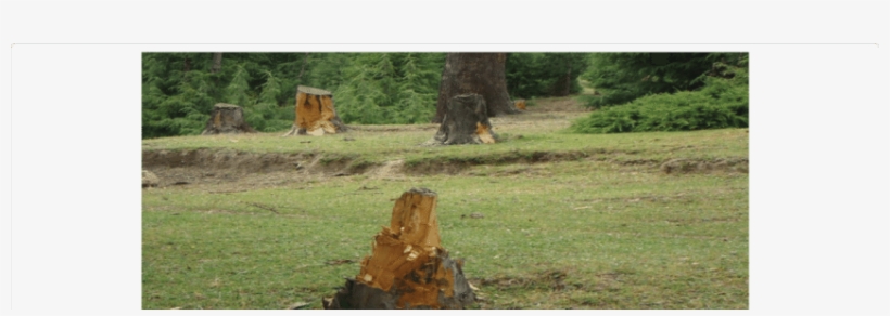 Deforestation In The Forest Areas Of The Study Area - Tree Stump, transparent png download