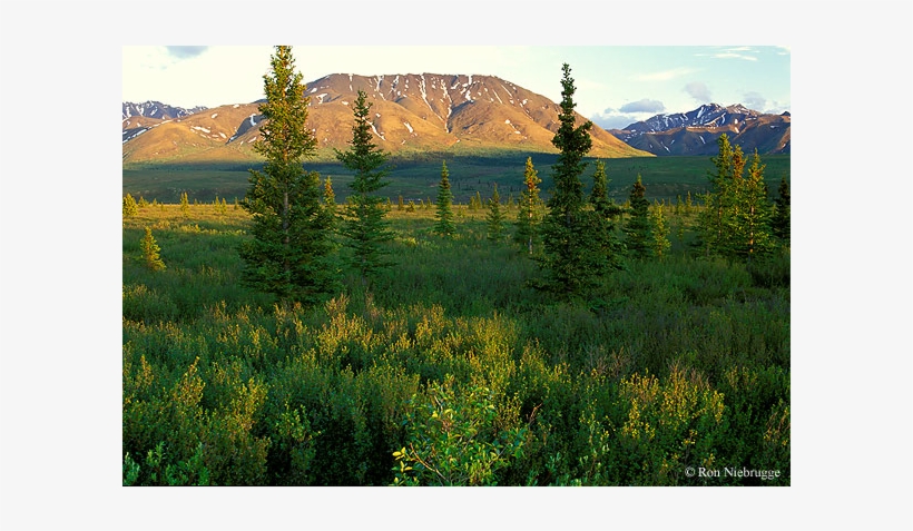 Logging And Deforestation Is Also Bad To Ecosystems - Taiga Biome In Northern Europe, transparent png download