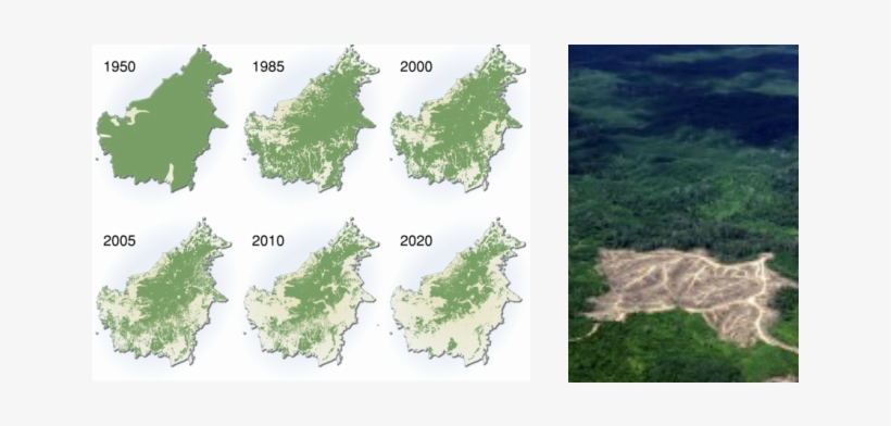 This Picture Shows The Island Of Borneo And The Process - Borneo Deforestation, transparent png download