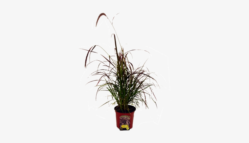 Perennials - Perennial Plant, transparent png download