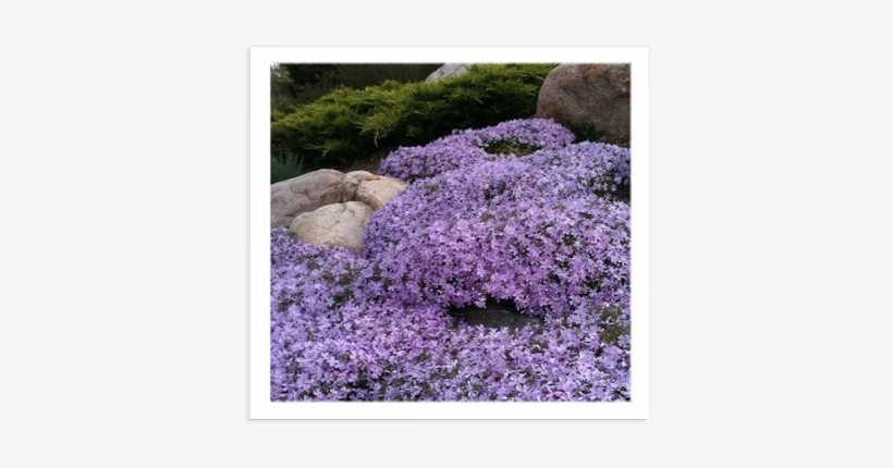 Perennials - Before And After, transparent png download