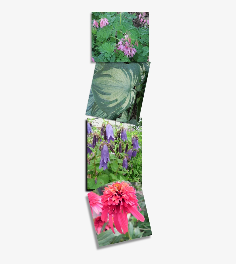 Perennial Plant, transparent png download