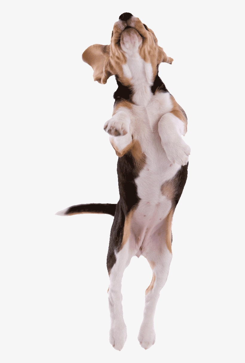 Beagle Pup Jumping Png500 - Cachorro Pulando, transparent png download