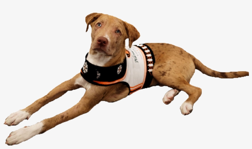 Tito's Vodka, transparent png download
