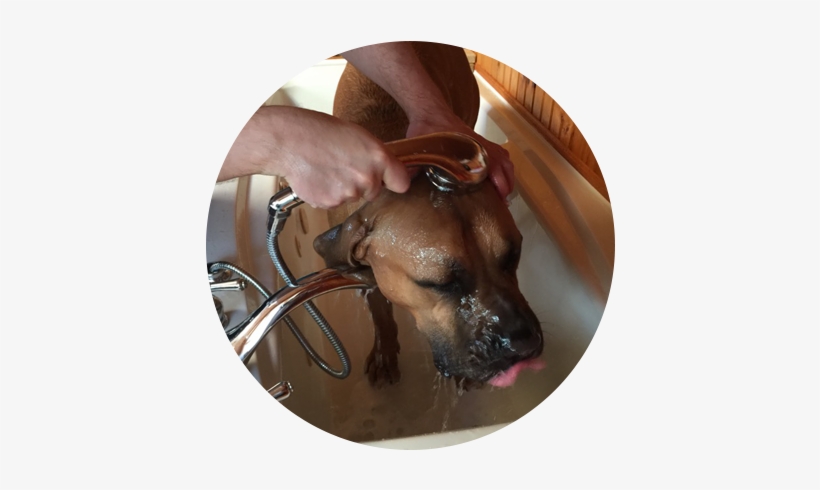 The 26 Rural Acres Of Woods And Fields And Trails And - Companion Dog, transparent png download