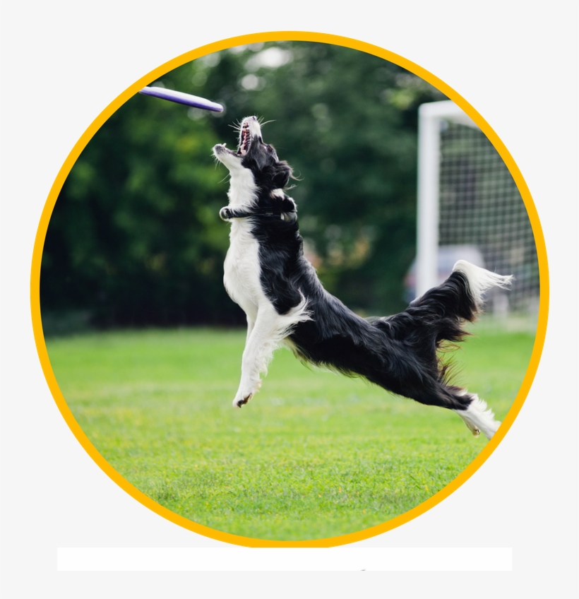We Are The Only Dogwalking Service In Austin With A - Dog Jumping For Frisbee, transparent png download