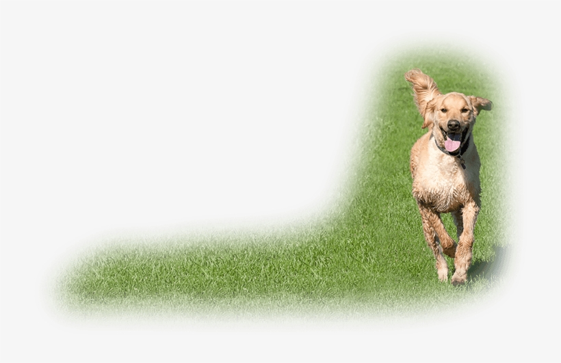 Dog Daycare That Makes Dogs Smile - Dog Catches Something, transparent png download