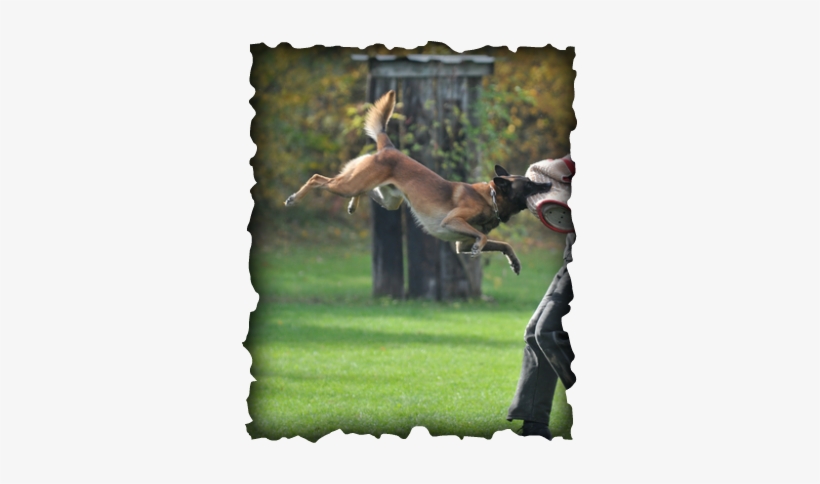 Got Dog - Matt Dallas Thinking Of You, transparent png download
