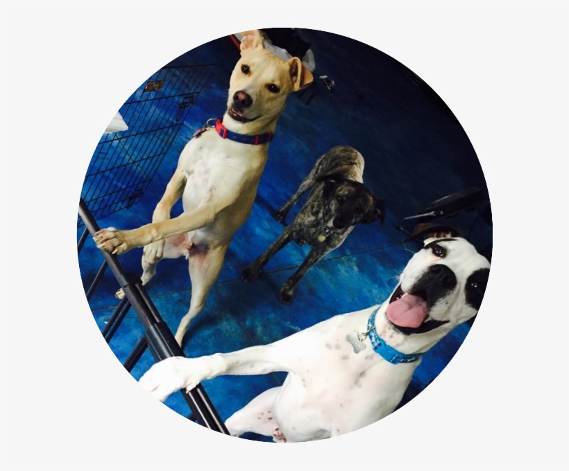 Doggie Inn Testimonial - Testimonial, transparent png download