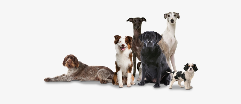 Group Of Dogs Png, transparent png download