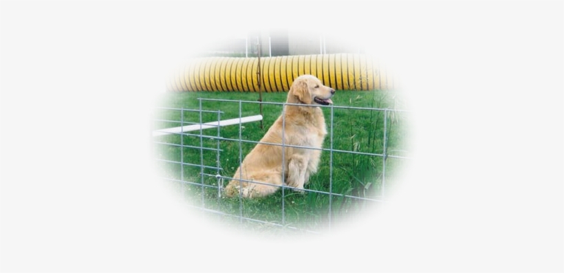 Does Your Dog Need Some Training Problems Like Jumping - Slovak Cuvac, transparent png download