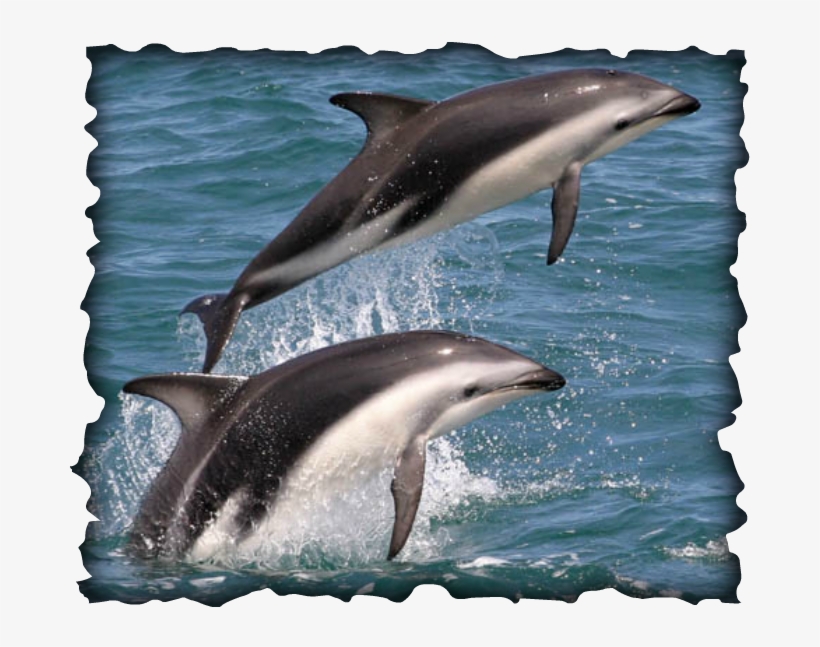 Common Bottlenose Dolphin, transparent png download
