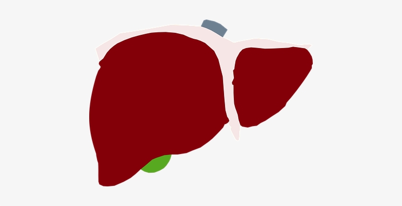 Human Liver, Liver, Red Liver, Heart - Liver, transparent png download