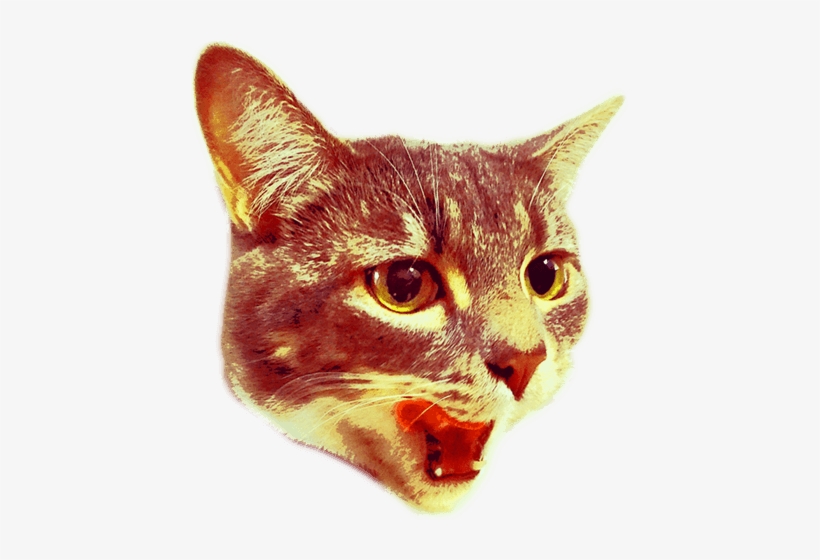 Are You 21 Or Older - Cat Shooting Lasers Png, transparent png download